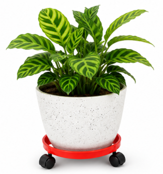 Heavy Duty Gas Cylinder Trolley with 360° Wheels | Premium LPG Cylinder Stand | Movable Cylinder Roller Base | Multipurpose Stand for LPG Cylinder, Plant Pots & Kitchen Containers (Red)